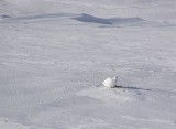 Riekko - mitas vahtaatte * V**tuako vahtaatte, eik� riekko saa edes sy�d� rauhassa? * 800 x 589 * (73KB)